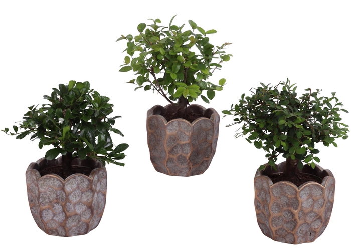 <h4>Bonsai Indoor Mix Ø 9cm Ball Shape in Ø12cm Ceramic PL670</h4>