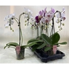 Phal Gem