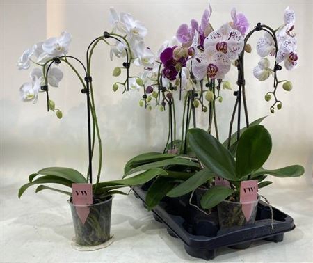 Phal Gem