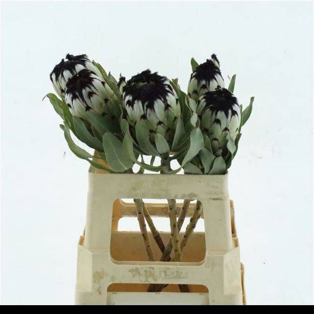 <h4>PROTEA MAG NIOBE</h4>