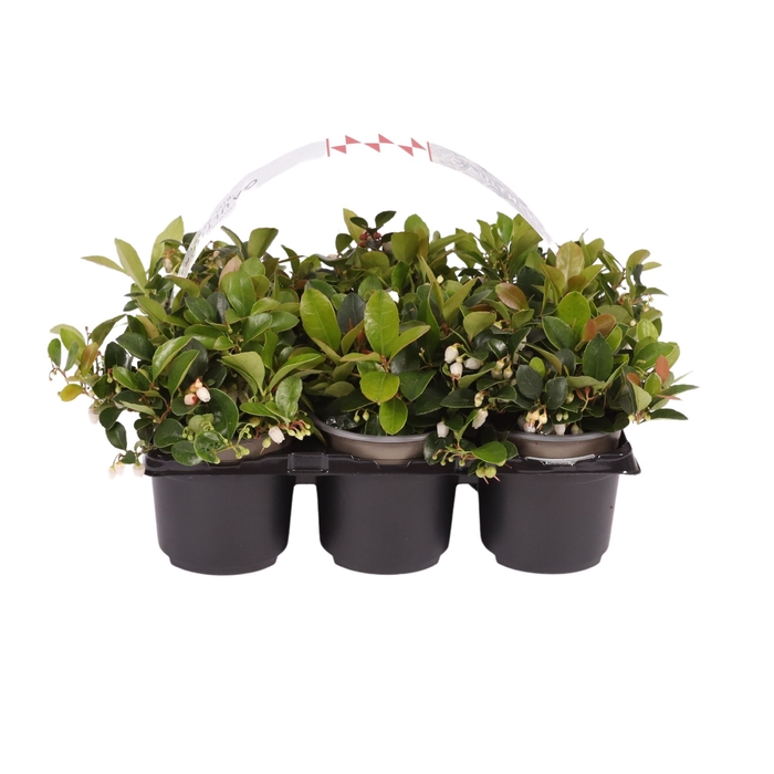 Gaultheria Big Berry 6-Pack