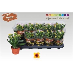 !! PROMO !! KALANCHOE TIGER YELLOW