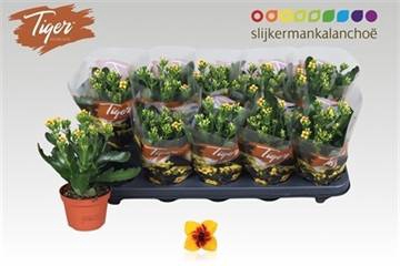 <h4>!! PROMO !! KALANCHOE TIGER YELLOW</h4>