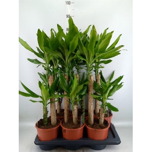 Dracaena frag. 'Steudneri'