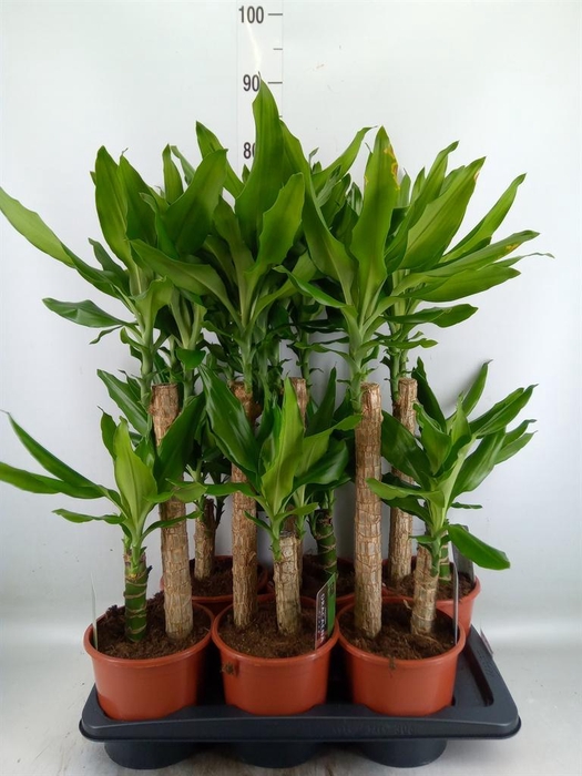 <h4>Dracaena frag. 'Steudneri'</h4>