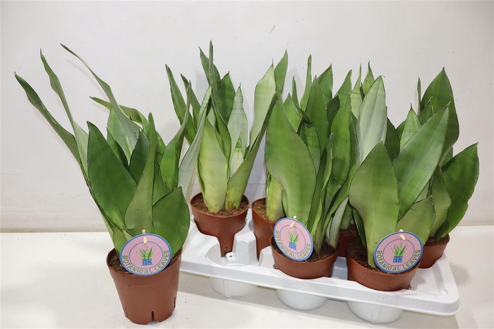 <h4>Sansev Moonshine</h4>