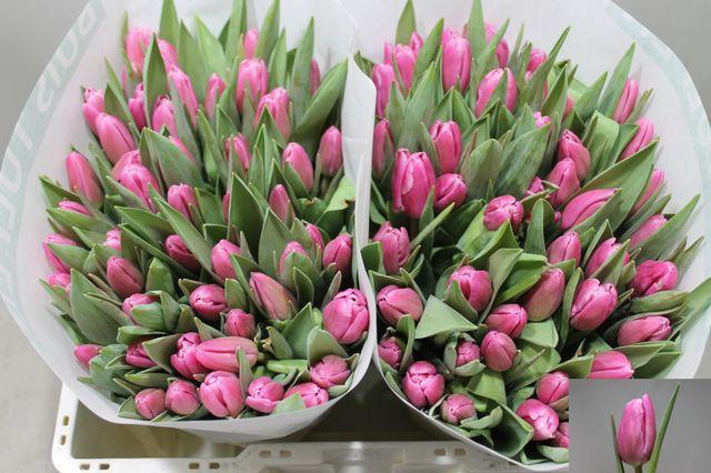 <h4>Tu En Jumbo Pink</h4>