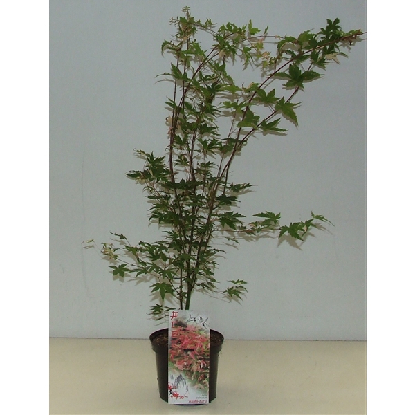 <h4>Acer palmatum 'Asahi-zuru' P19 Full CC</h4>