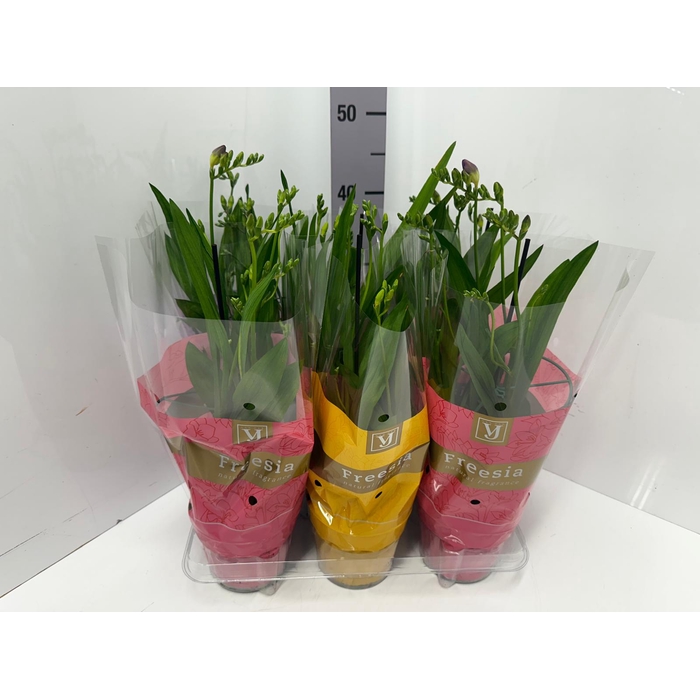 <h4>Freesia Nano-Mix mix 13Ø 50cm</h4>