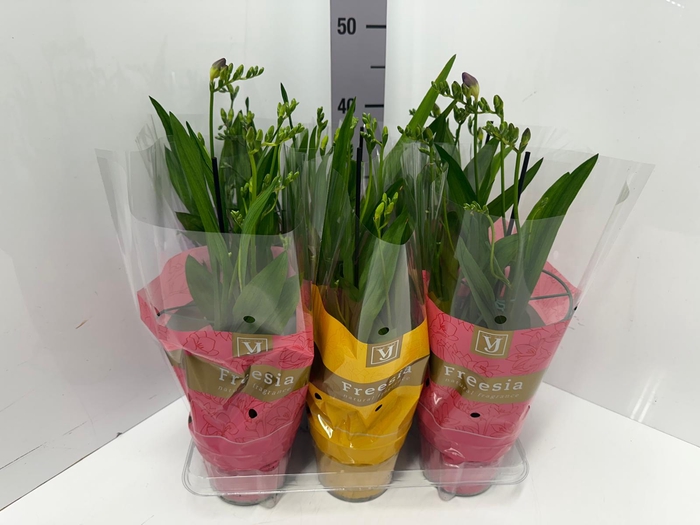 Freesia Nano-Mix mix 13Ø 50cm