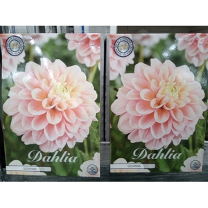 Dahlia   ...flowerbulbs