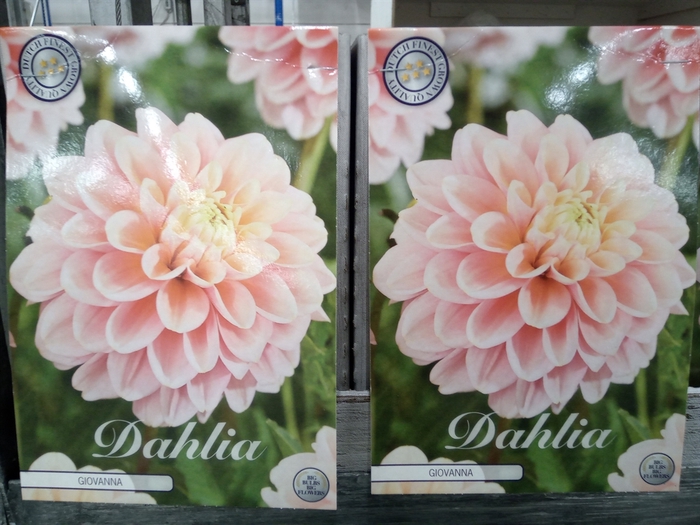 <h4>Dahlia   ...flowerbulbs</h4>