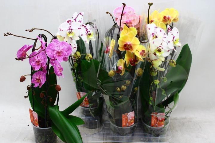 <h4>PHAL EL CASCADE</h4>