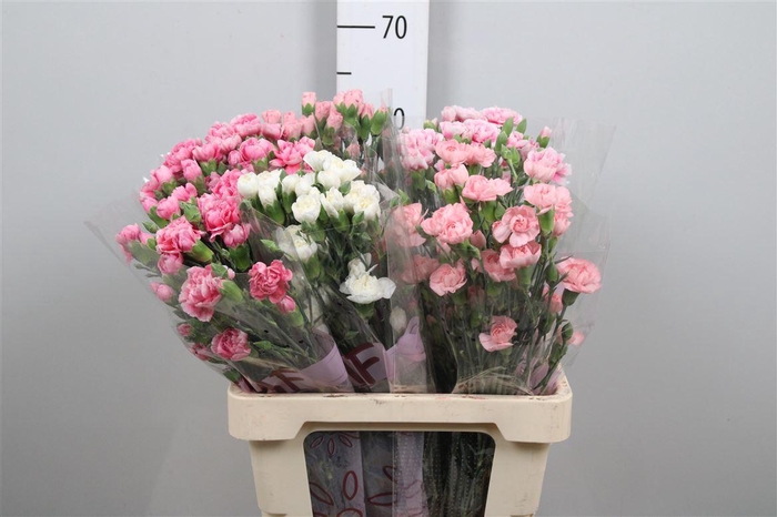 <h4>Di Tr Gem In Fust</h4>