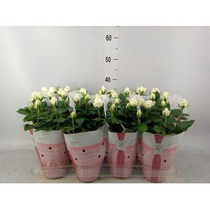 Rosa  'Amorosa Infinity White'