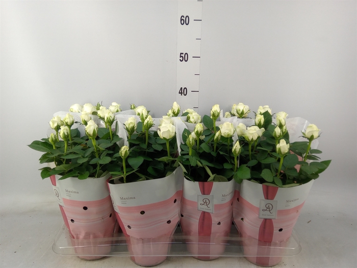 <h4>Rosa  'Amorosa Infinity White'</h4>
