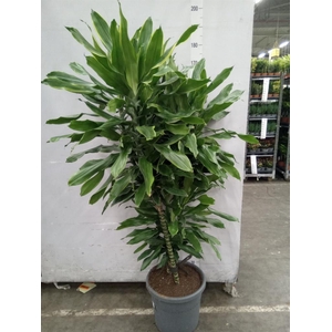 Dracaena