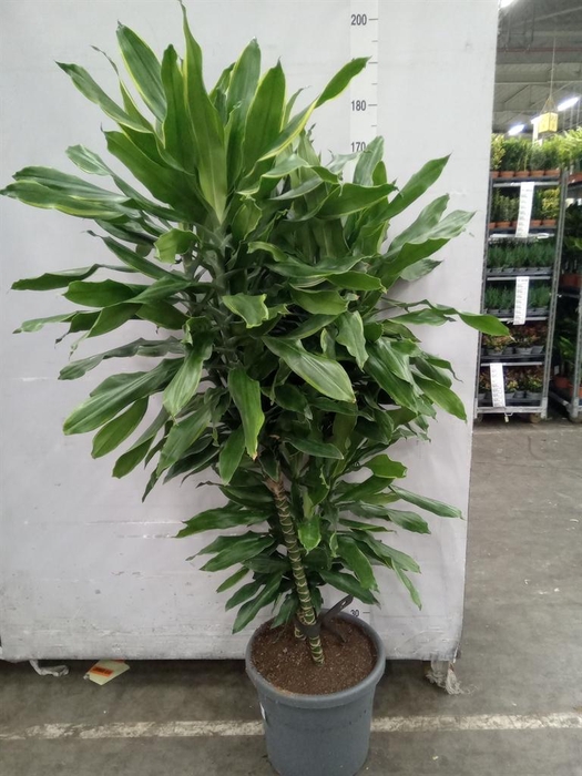<h4>Dracaena</h4>