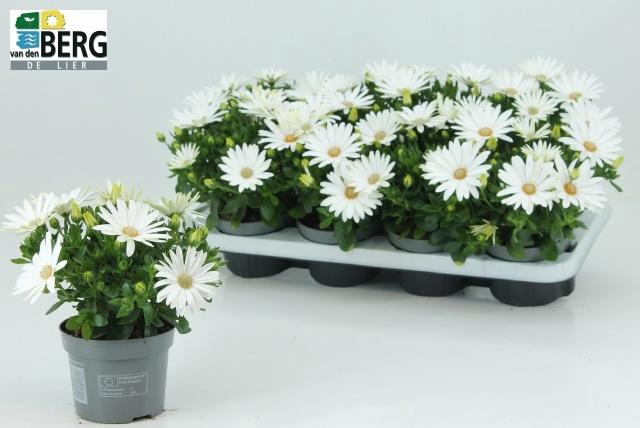 <h4>OSTEO MA CREAM</h4>