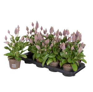 Ptilotus Joey