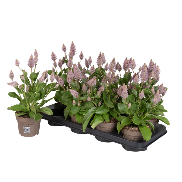 <h4>Ptilotus Joey</h4>