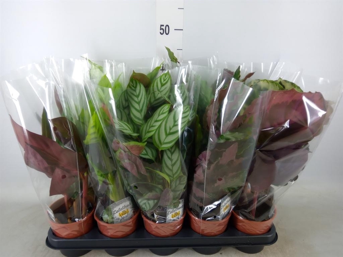 <h4>Calathea   ...mix 3</h4>