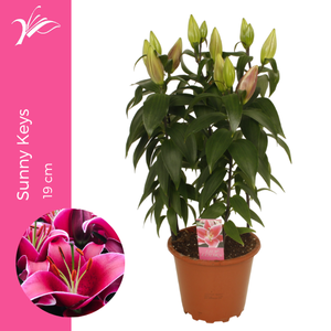 Lilium Sunny Keys 19 cm (or. lelie)