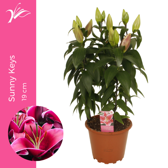 <h4>Lilium Sunny Keys 19 cm (or. lelie)</h4>