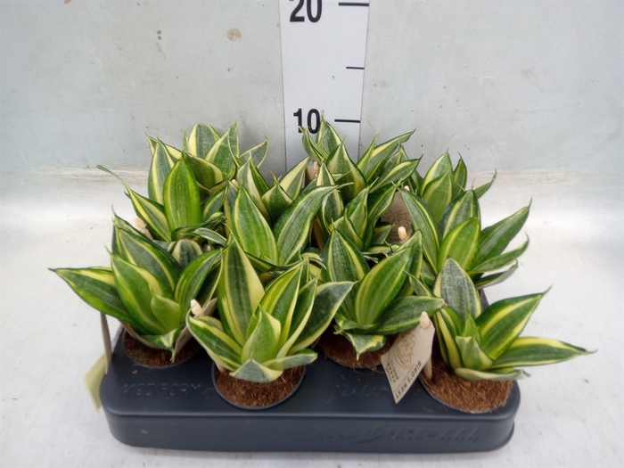 <h4>Sansevieria trifa. 'Golden Hahnii'</h4>