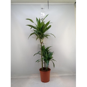 Dracaena fr de 'Ulises'