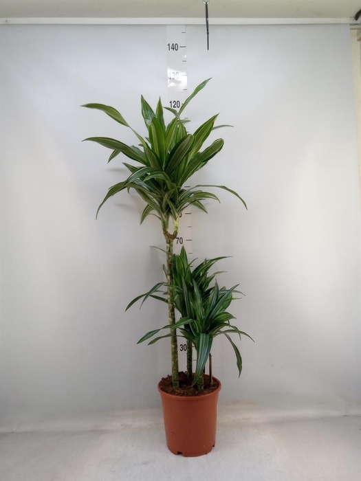 <h4>Dracaena fr de 'Ulises'</h4>
