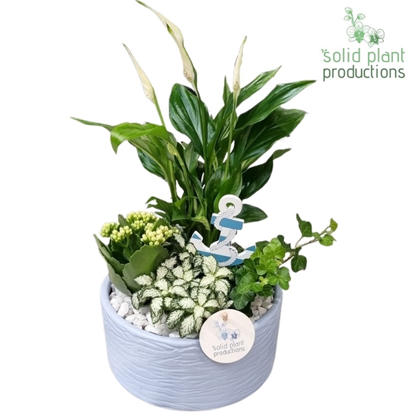 SP003 Loes Blue