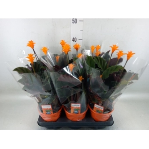 Calathea crocata 'Tassmania'