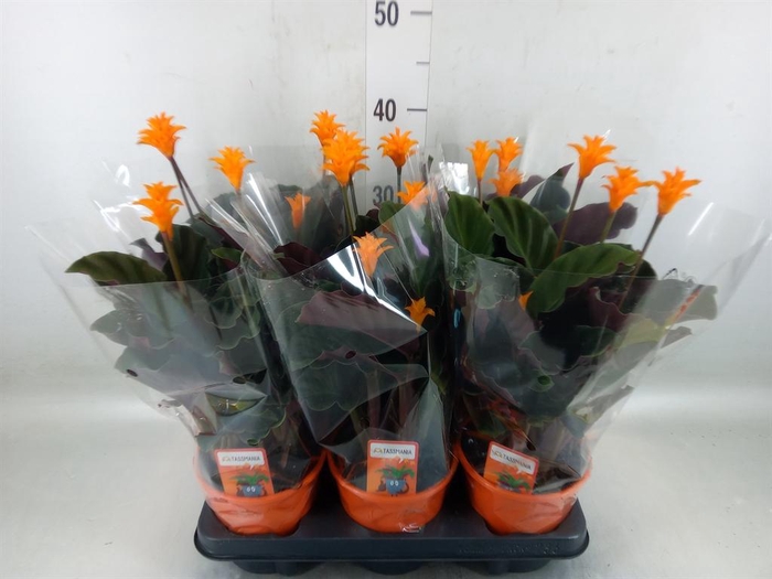 <h4>Calathea crocata 'Tassmania'</h4>