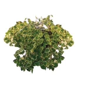 PEPEROMIA SCANDENS C32