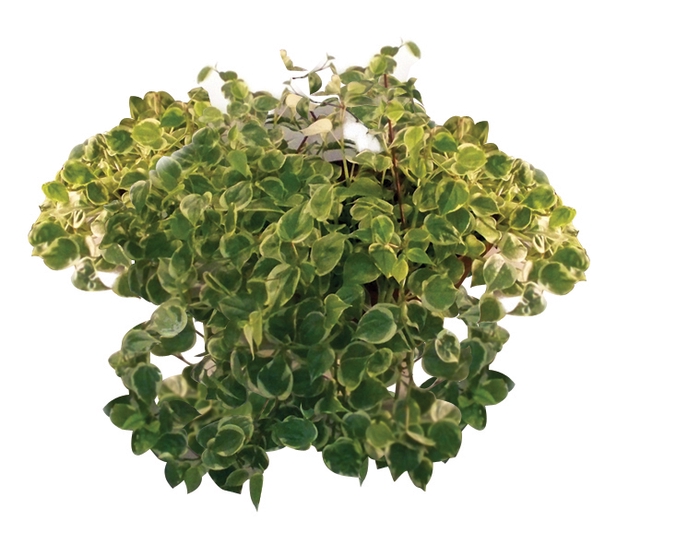 <h4>PEPEROMIA SCANDENS C32</h4>