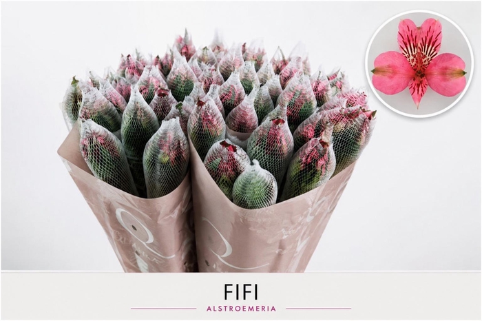 <h4>ALSTR INTENZ PINK</h4>