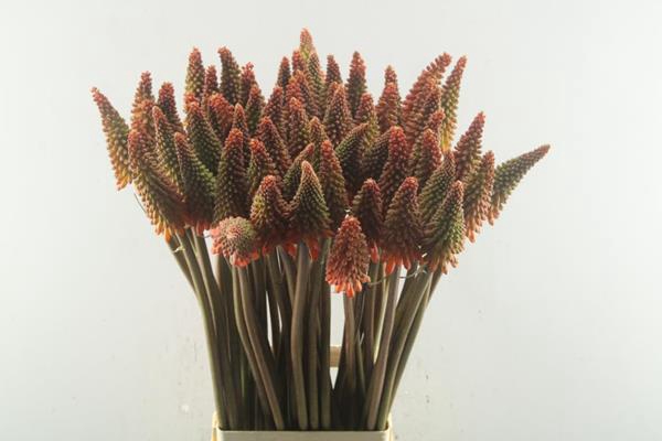 Kniphofia Alcazar(oranje) L 85