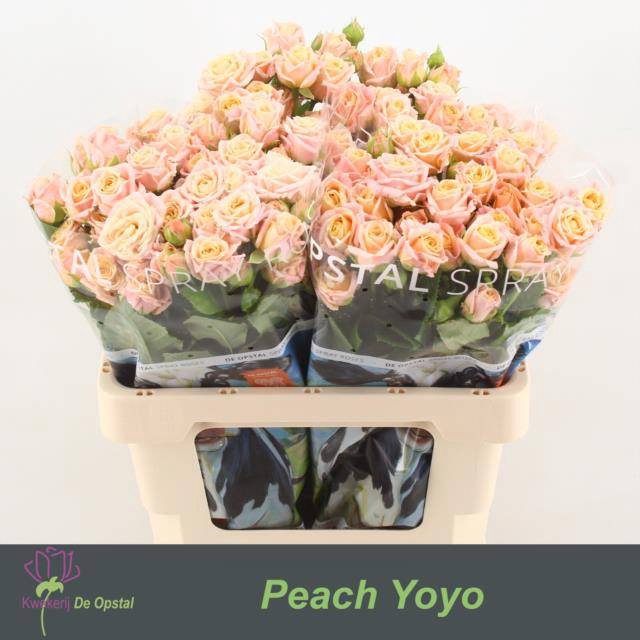 <h4>Rosa spray peach yo-yo</h4>