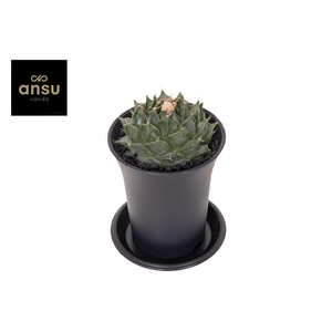 CACTUS OV