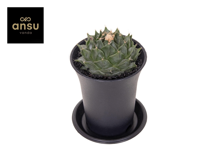 CACTUS OV