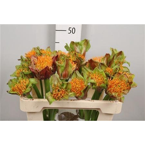 Scadoxus P Blitz