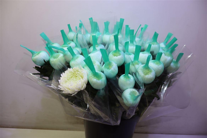 <h4>Chr G Magnum</h4>