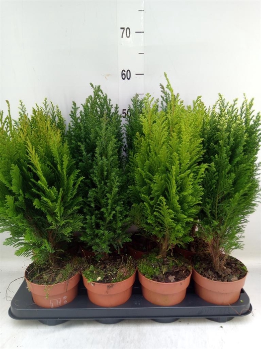 <h4>Conifers   ...mix</h4>