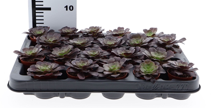 <h4>Aeonium arboreum</h4>