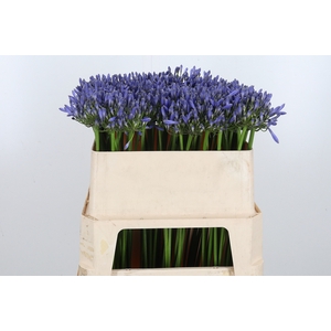 Agapanthus Dr.brouwer