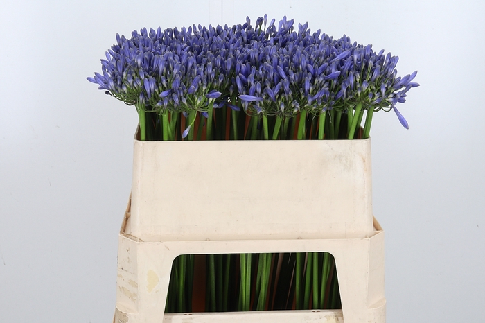 <h4>Agapanthus Dr.brouwer</h4>