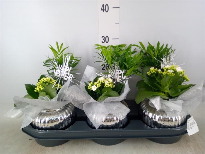 <h4>Arr.    Planten  L%</h4>