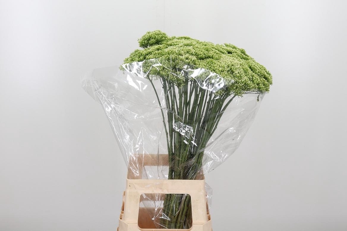 <h4>Trachelium Lake Powell Wit</h4>