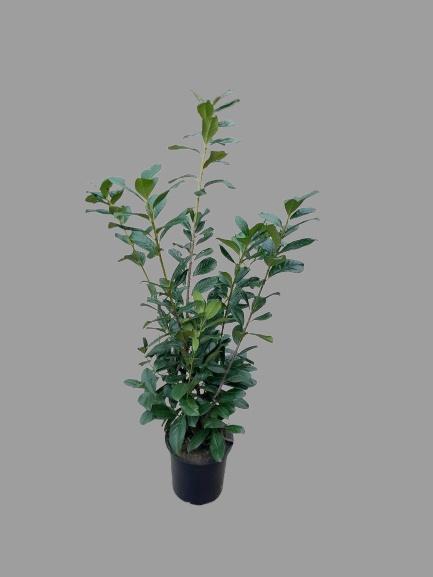 <h4>PRUN LA NOVITA</h4>